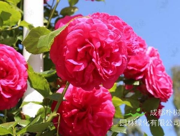 双人芭蕾月季优缺点有哪些？