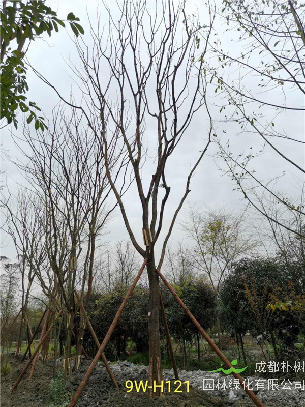 26-30公分黄连木价格怎么样？