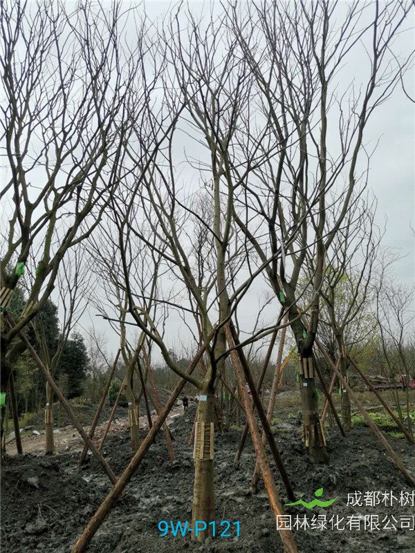 2020年朴树19-25公分的朴树价格是怎么样的？