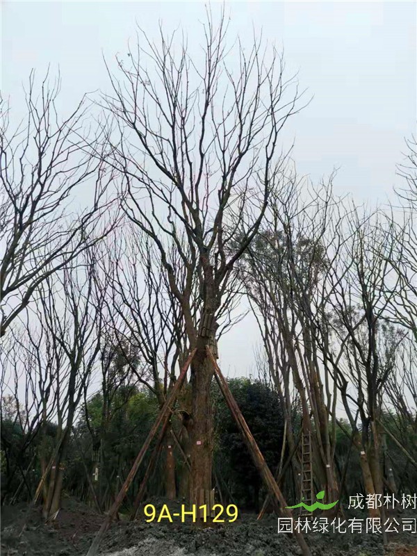 黄连木41-50公分最新价格形势