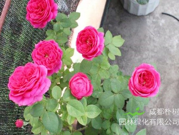 双人芭蕾月季是藤本还是灌木植物？