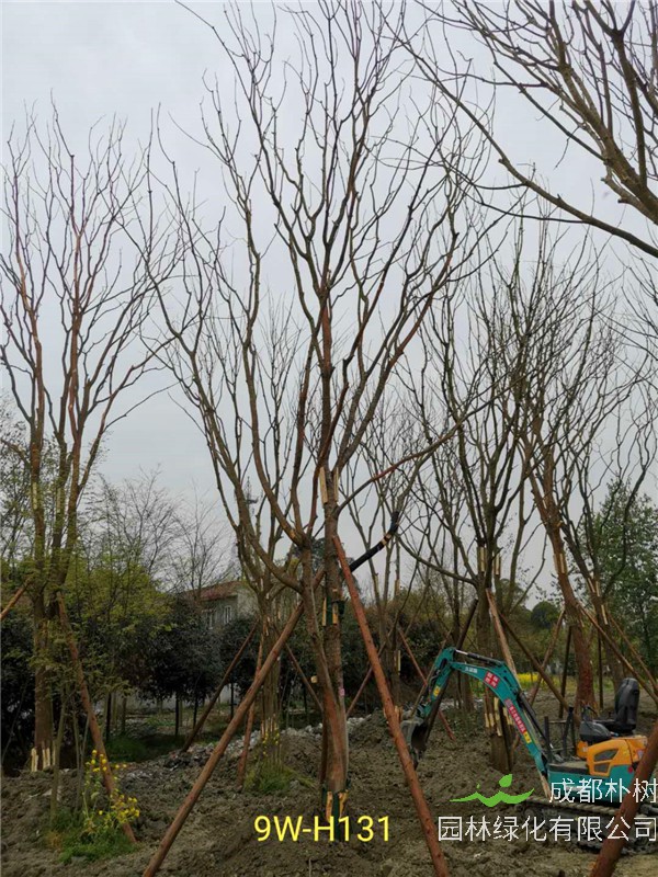 2020年19公分-25公分的黄连木-价格-趋势是怎么样的？