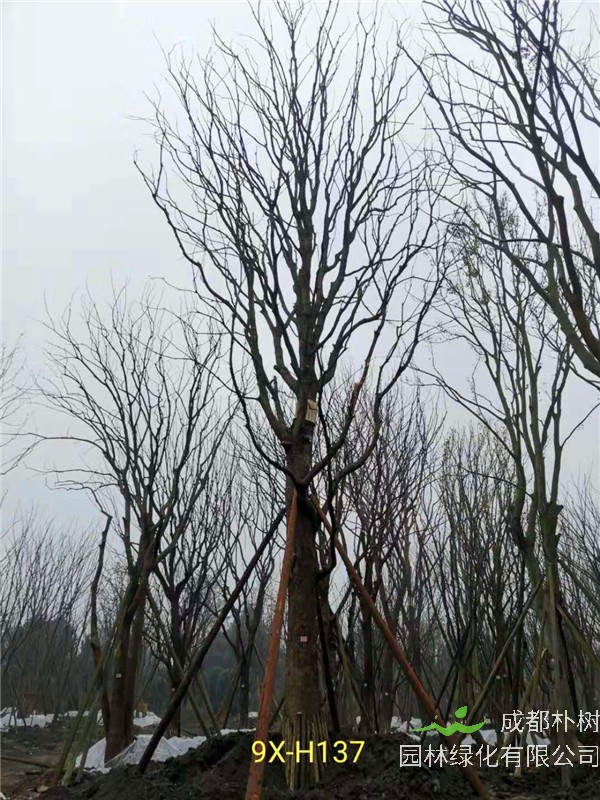 黄连木41-50公分最新价格形势