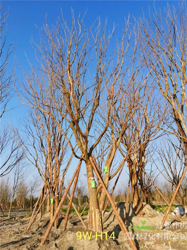 黄连木41-50公分最新价格形势