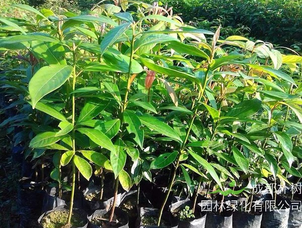 珍贵苗木金丝楠木多少钱一方？