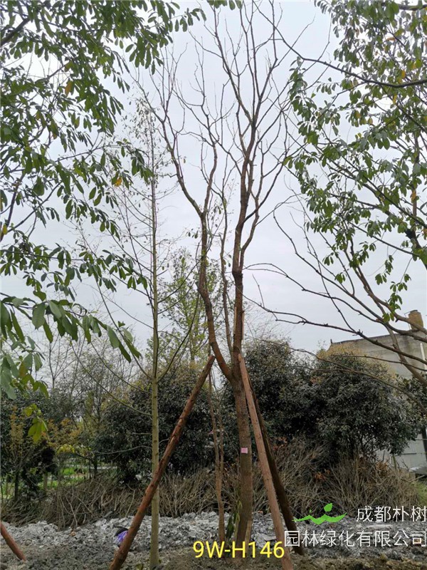 2020年19公分-25公分的黄连木-价格-趋势是怎么样的？