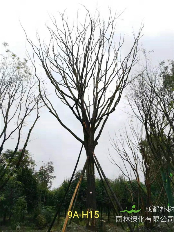 黄连木41-50公分最新价格形势