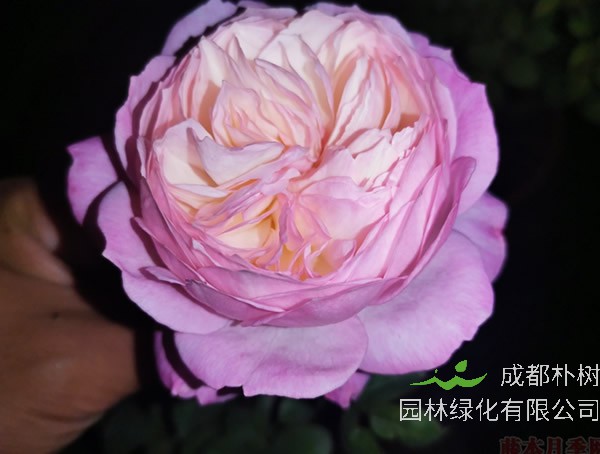 康斯坦茨月季优缺点有哪些？