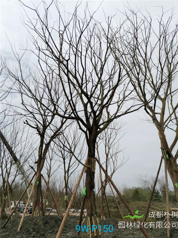 2020年朴树31公分-35公分的价格-趋势？
