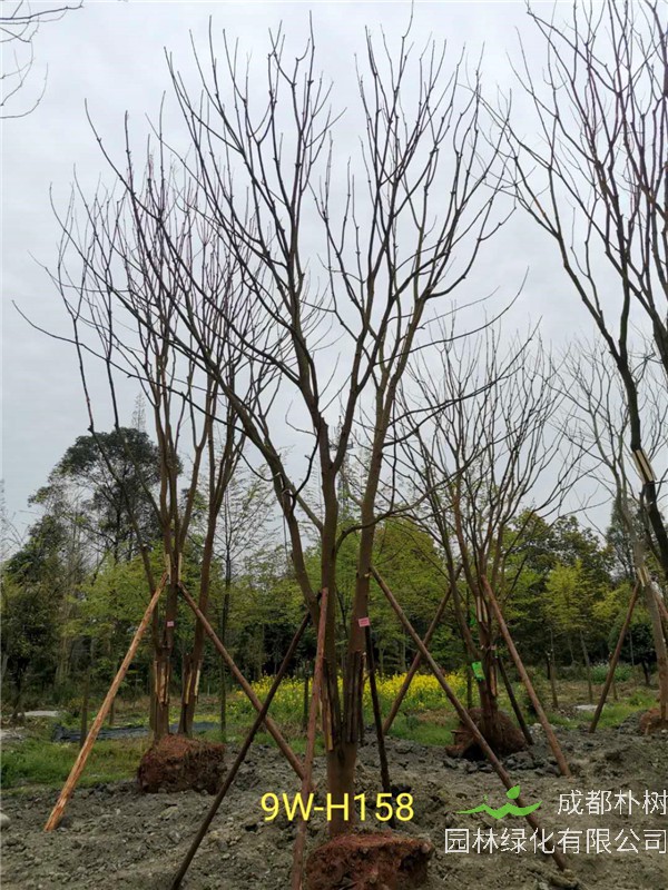 2020年19公分-25公分的黄连木-价格-趋势是怎么样的？