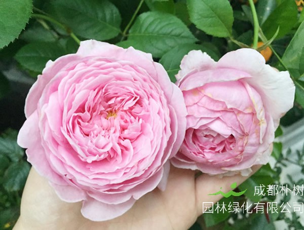 康斯坦茨月季是藤本还是灌木？