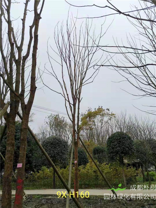 2020年19公分-25公分的黄连木-价格-趋势是怎么样的？