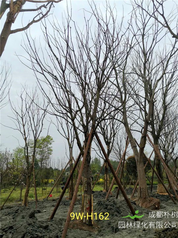 26-30公分黄连木价格怎么样？