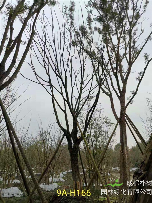 26-30公分黄连木价格怎么样？