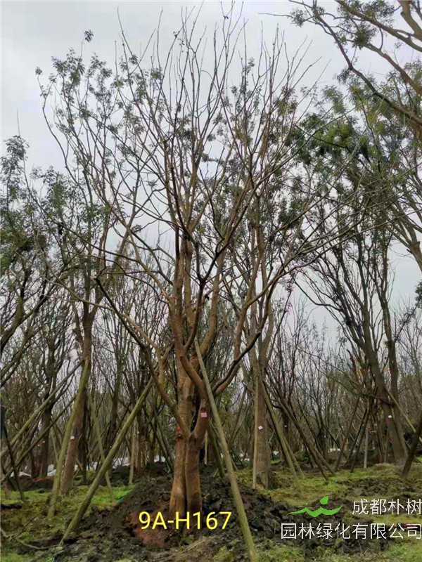 2020年31-40公分黄连木价格详情