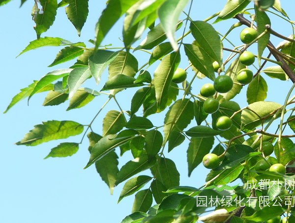 苦楝树用拼音怎么读？