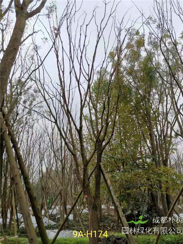 2020年31-40公分黄连木价格详情