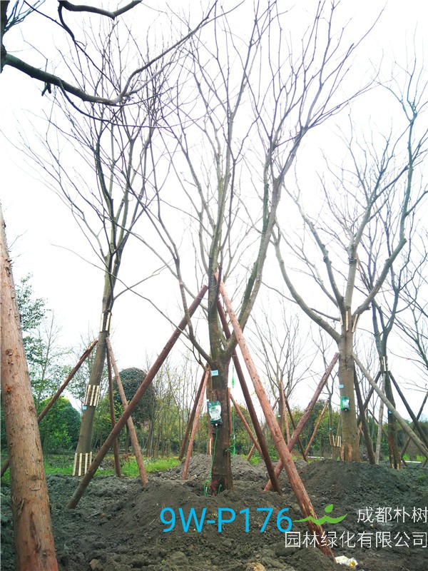 2020年朴树19-25公分的朴树价格是怎么样的？