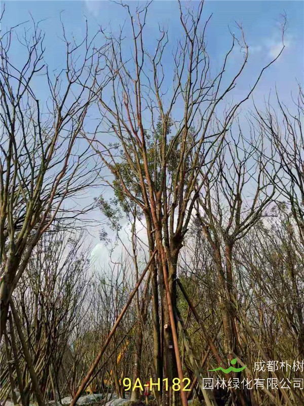 成都黄连木51-63公分价格详情