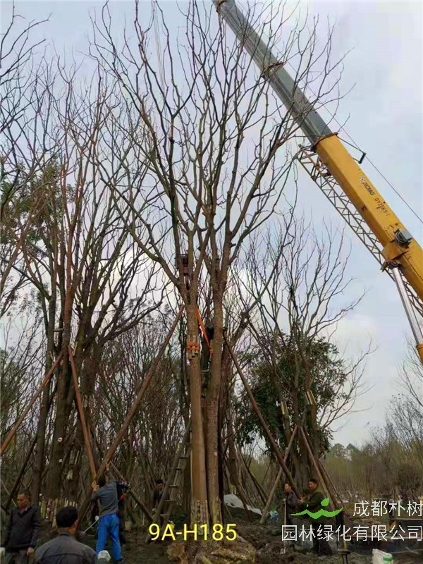 成都黄连木51-63公分价格详情