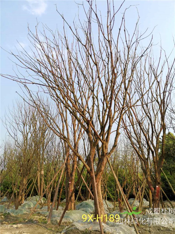 2020年31-40公分黄连木价格详情