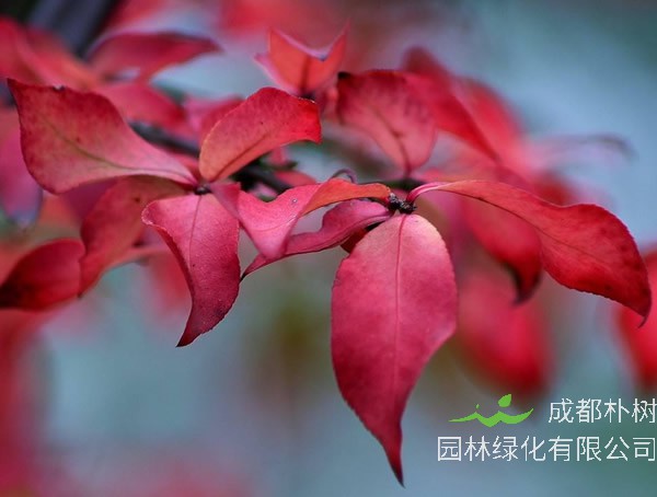 栓翅卫矛的药用价值有哪些？