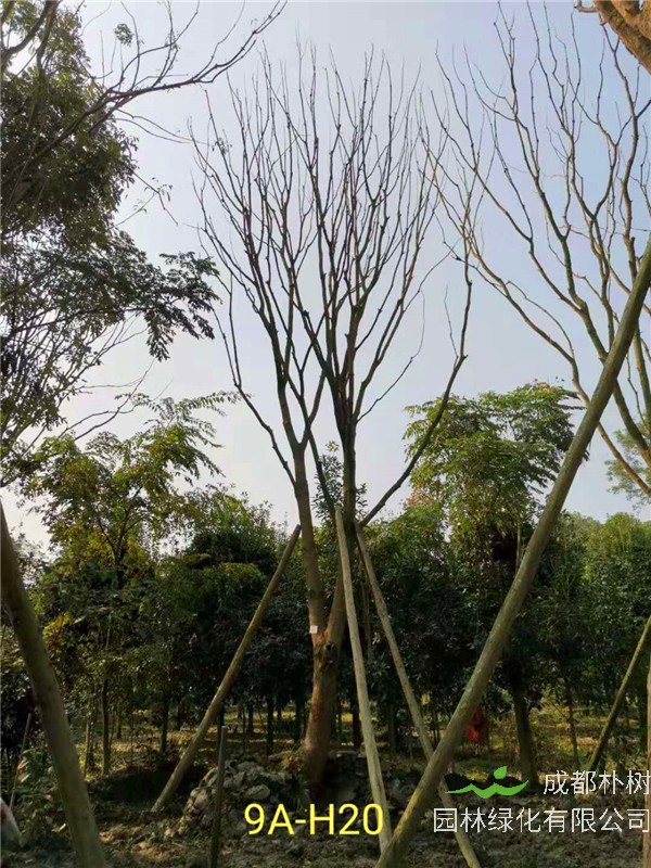 成都黄连木51-63公分价格详情