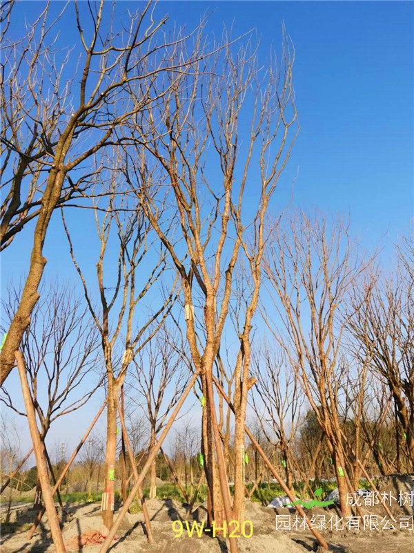 成都黄连木51-63公分价格详情