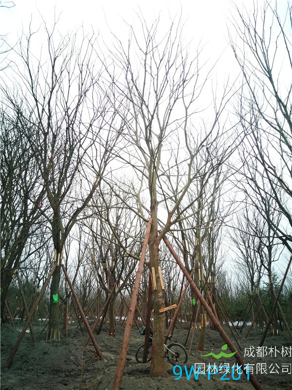 2020年朴树19-25公分的朴树价格是怎么样的？