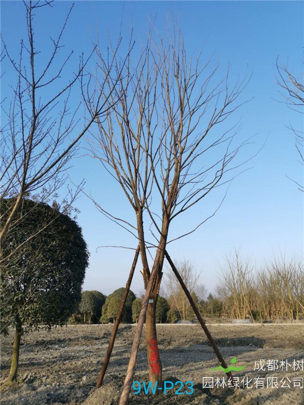 2020年朴树19-25公分的朴树价格是怎么样的？