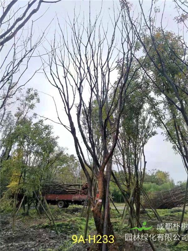 黄连木41-50公分最新价格形势