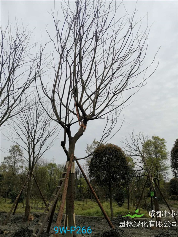 2020年朴树31公分-35公分的价格-趋势？