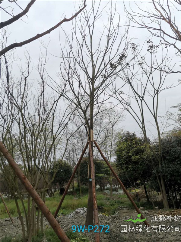 2020年朴树19-25公分的朴树价格是怎么样的？