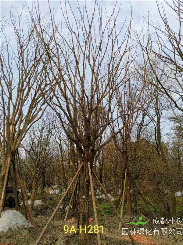 2020年31-40公分黄连木价格详情