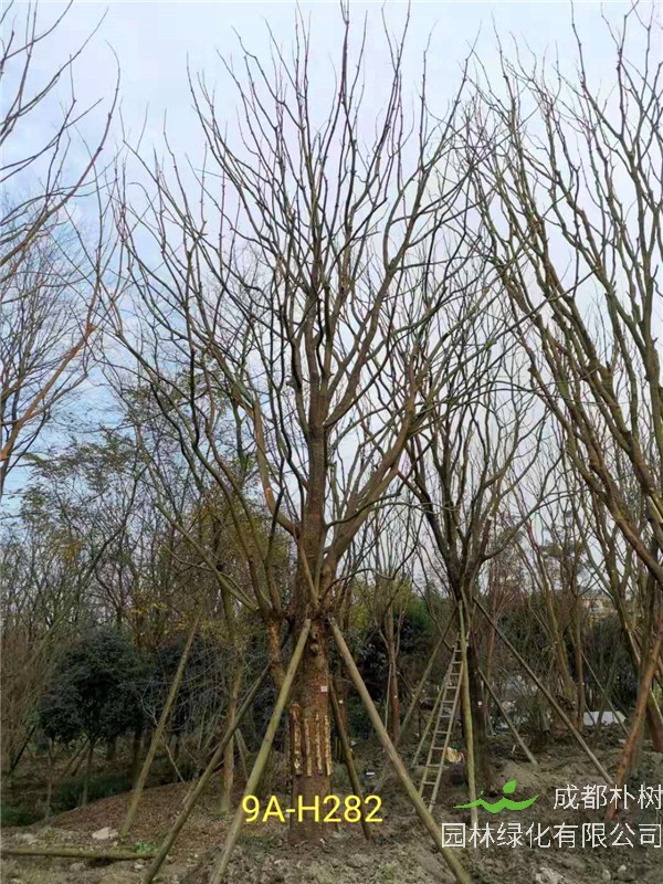 成都黄连木51-63公分价格详情