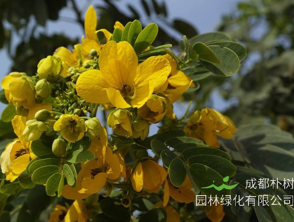 黄槐树的功效和作用有哪些？