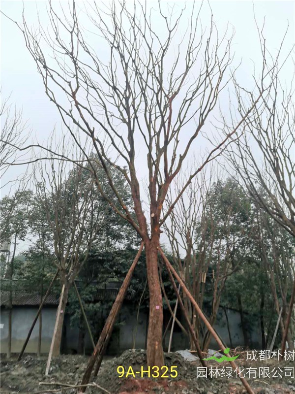 黄连木41-50公分最新价格形势