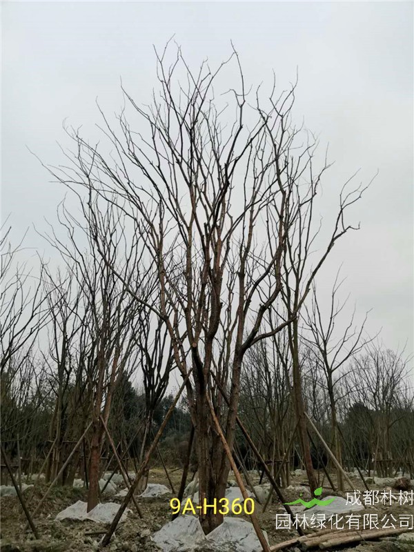 成都黄连木51-63公分价格详情