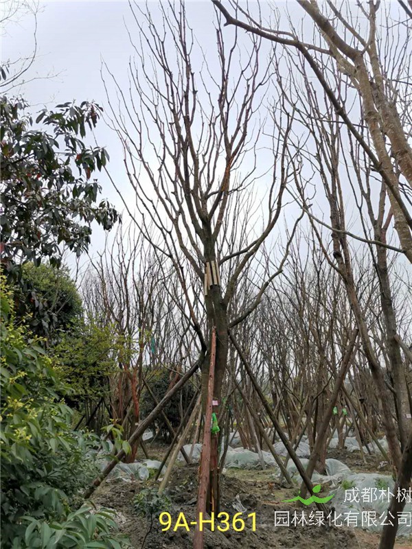 26-30公分黄连木价格怎么样？