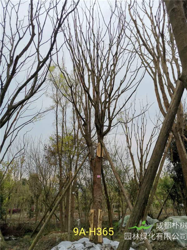 26-30公分黄连木价格怎么样？