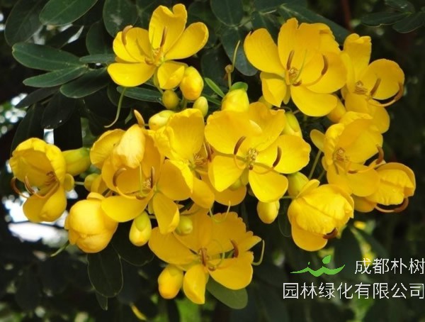 正常情况下黄槐树什么时候开花？