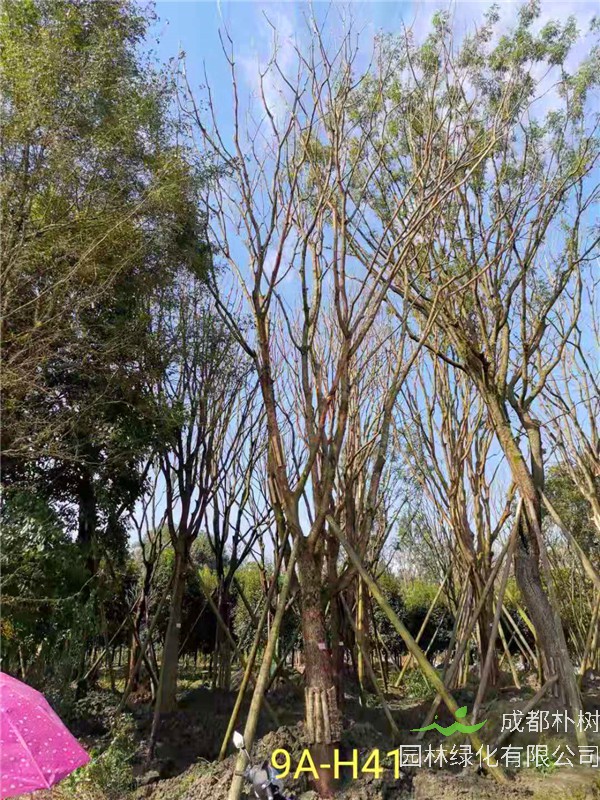 2020年31-40公分黄连木价格详情