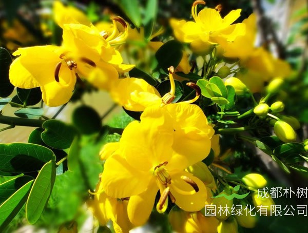 聚伞花序和伞形花序的区别是怎样的？