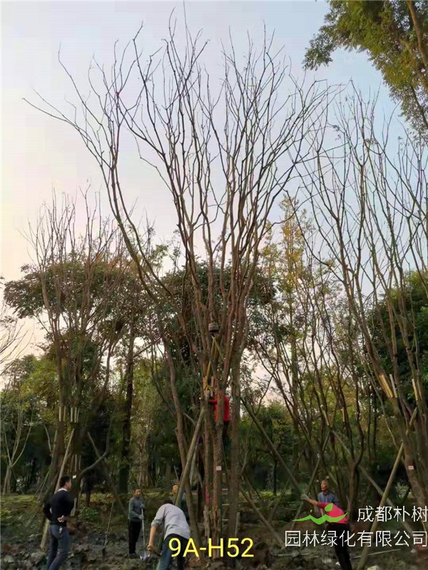 成都黄连木51-63公分价格详情