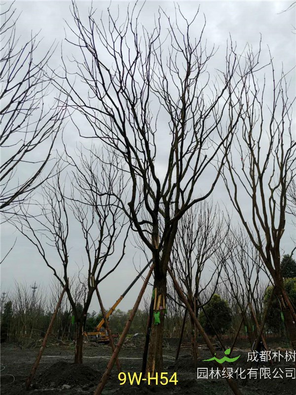 2020年31-40公分黄连木价格详情