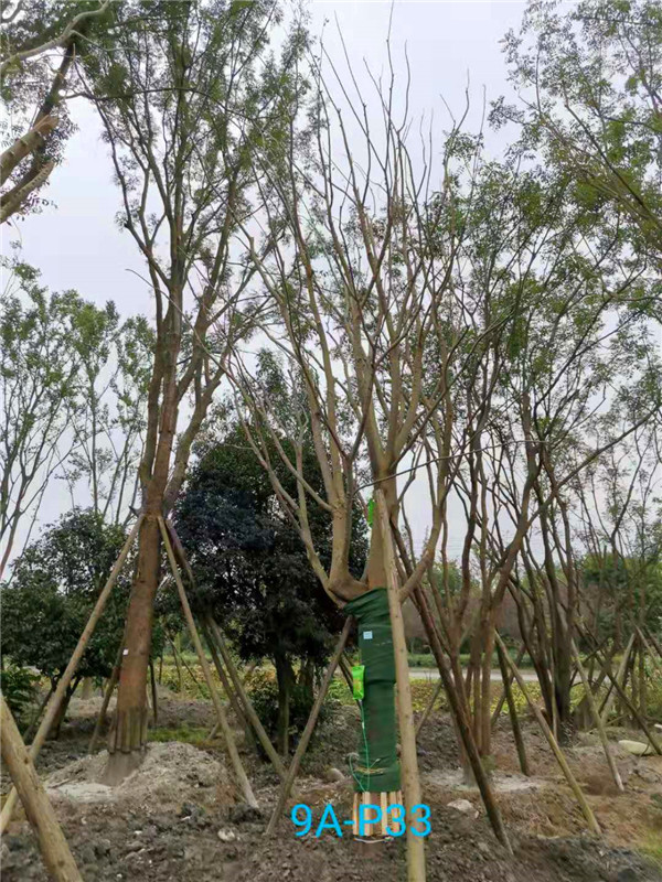 26公分-30公分的朴树价格形势是怎么样的？