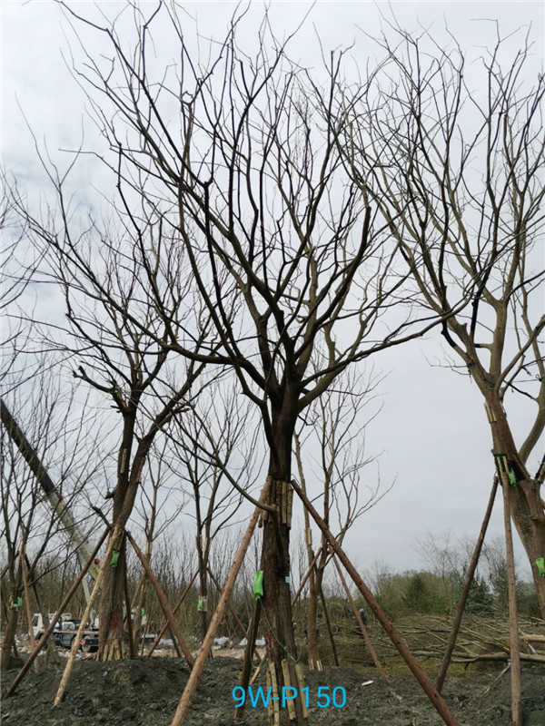 2020年朴树31公分-35公分的价格-趋势？