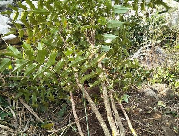 木黄连的功效与副作用有哪些？