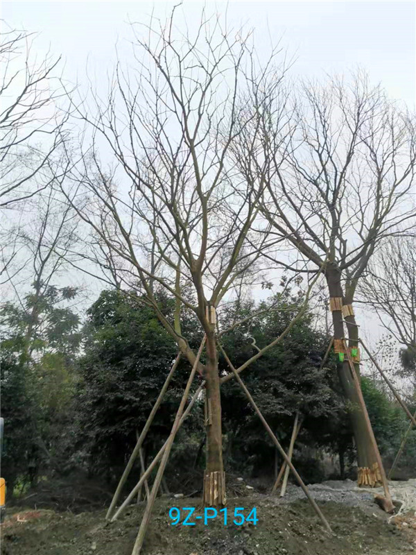 朴树36-40公分价格形势是什么？