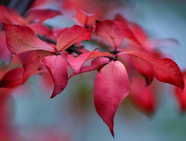 栓翅卫矛的药用价值有哪些？